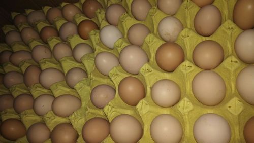 山鸡蛋和普通鸡蛋差别有多大啊(七彩山鸡蛋和普通鸡蛋差别有多大啊？)