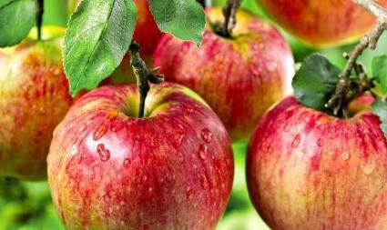 长期吃苹果的好处和坏处(长期吃苹果好处和来自坏处)