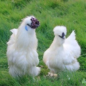 泰和乌鸡和白凤乌鸡区别(乌鸡与白凤乌鸡的区别？)